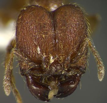 Media type: image;   Entomology 34367 Aspect: head frontal view